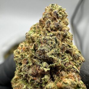 Mimosa