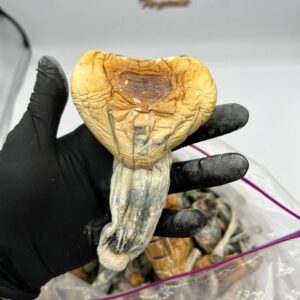 PENIS ENVY MUSHROOMS